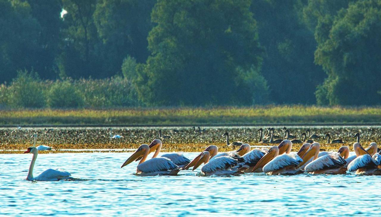 Pensiunea Valurile Dunarii Sfântu Gheorghe Exteriér fotografie